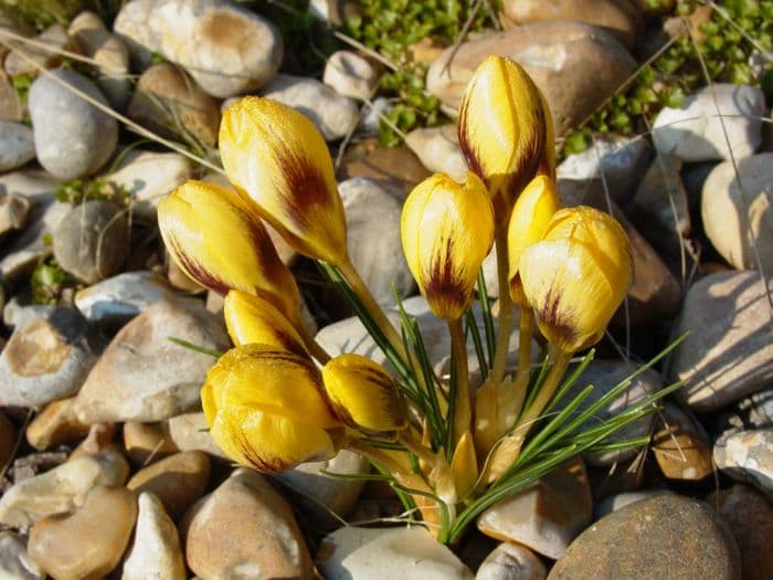 crocus 'E.P. Bowles'