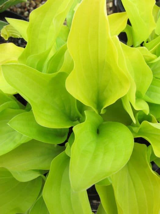 plantain lily 'Hydon Sunset'