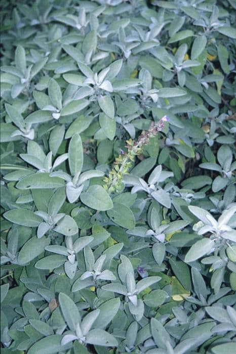 sage 'Berggarten'