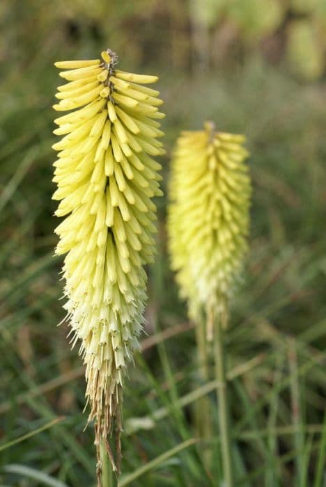 red-hot poker 'Percy's Pride'