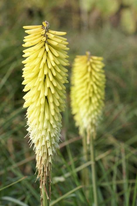 Red-hot poker 'Percy's Pride'