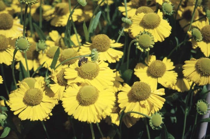 sneezeweed 'Butterpat'