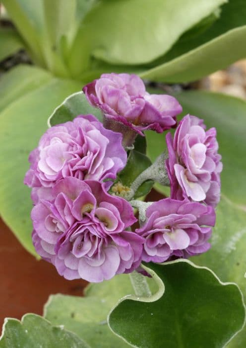 auricula 'Susannah'