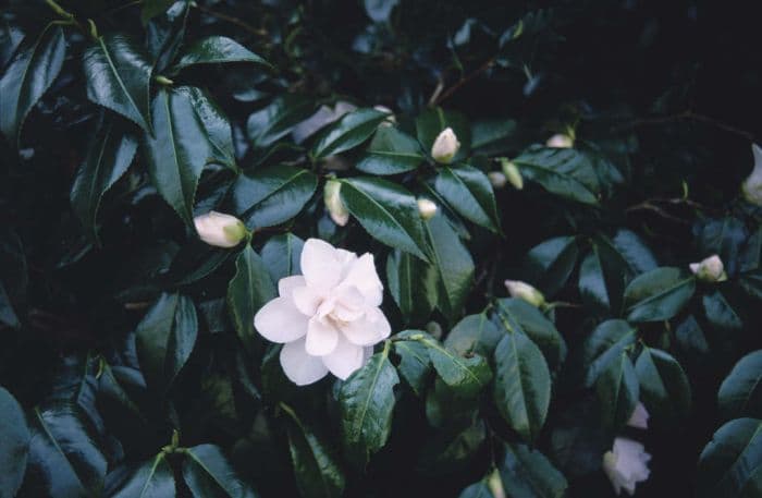 camellia 'Hagoromo'