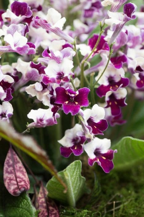 Cape primrose 'Titania'