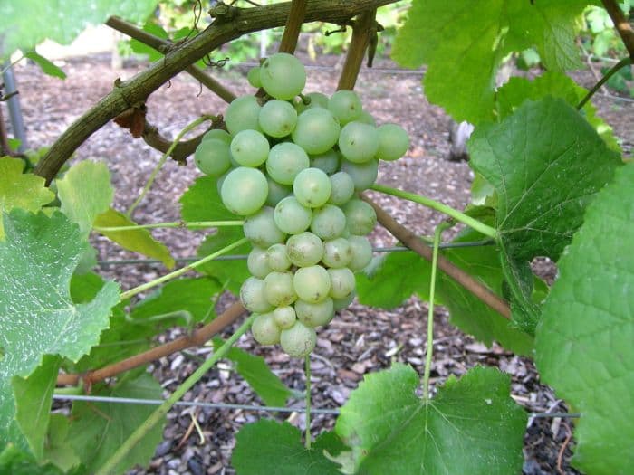 grape 'Pinot Blanc'