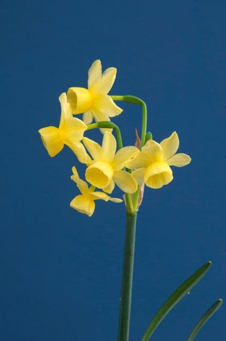 daffodil 'Angel's Breath'