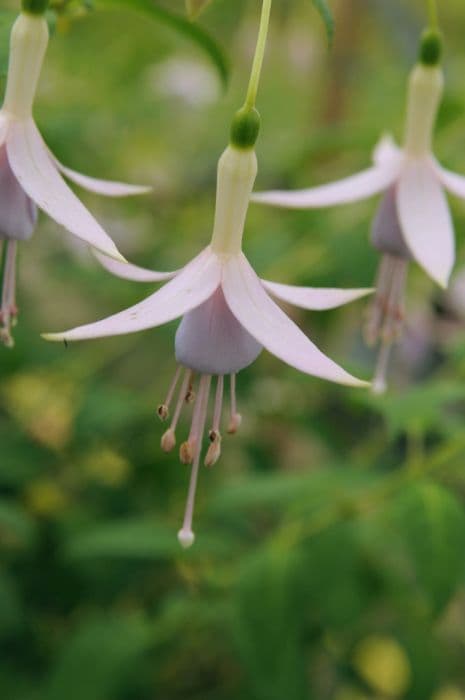 fuchsia 'Grayrigg'