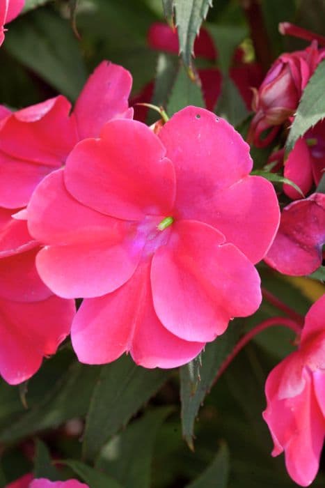 busy lizzie [SunPatiens Compact Blush Pink]