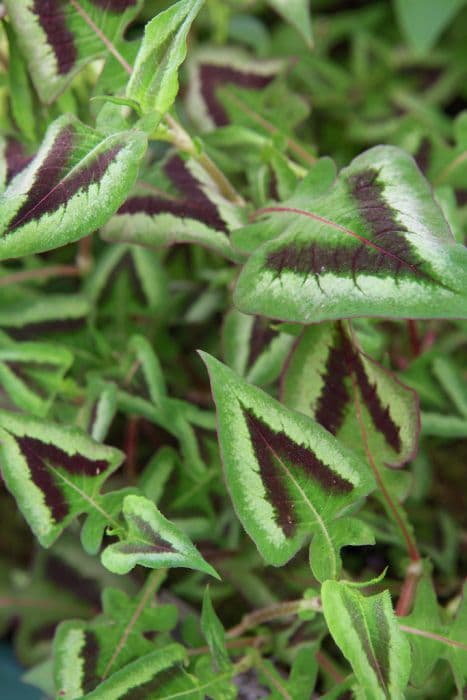 knotweed 'Purple Fantasy'