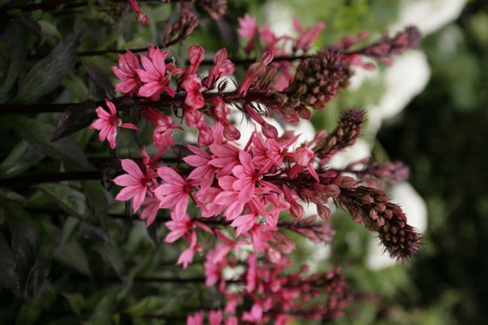 lobelia 'Fan Lachs'