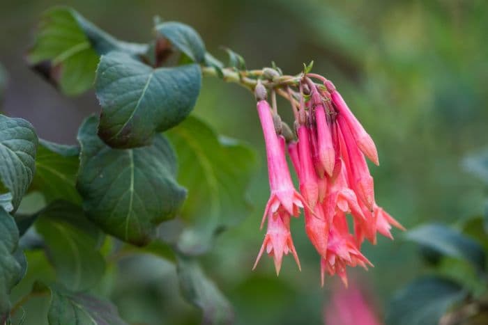 fuchsia 'Traudchen Bonstedt'