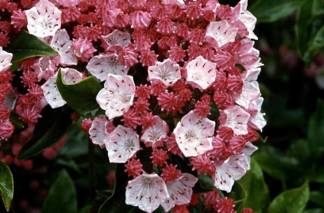 Mountain laurel 'Olympic Fire'