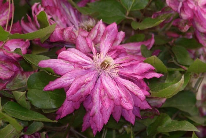 clematis 'Kaen'