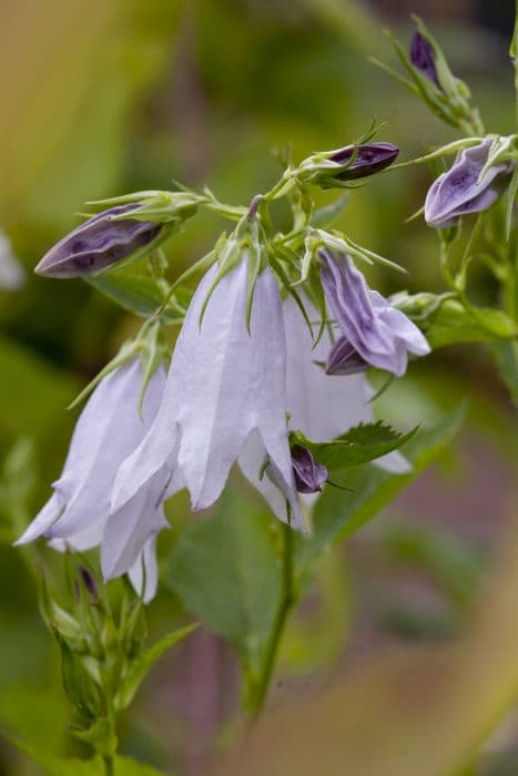 bellflower 'Crystal'