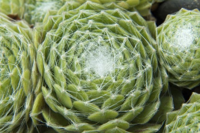 houseleek 'Kramer's Spinrad'