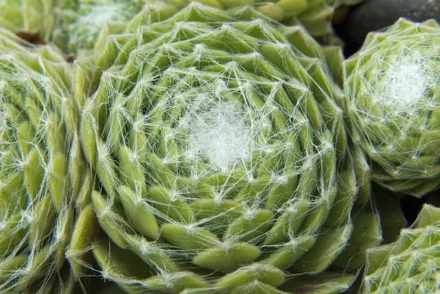 Houseleek 'Kramer's Spinrad'