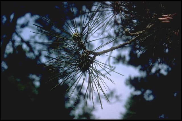 Corsican pine