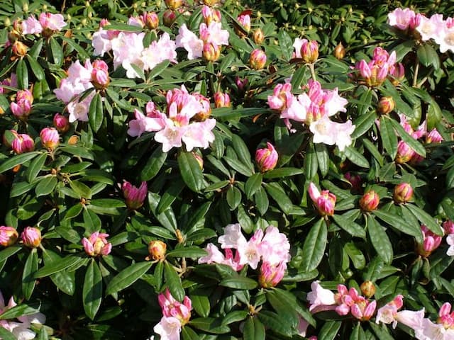 Rhododendron 'Teddy Bear'