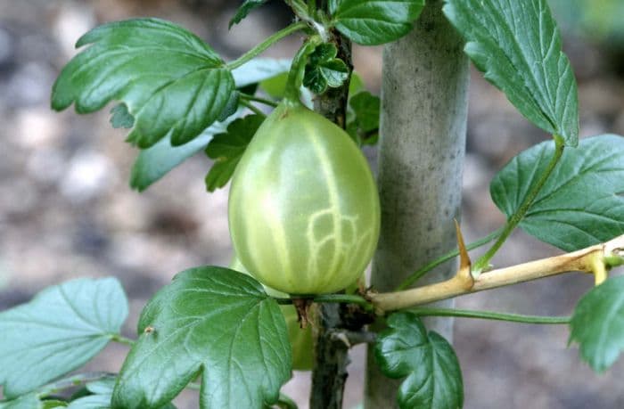 gooseberry 'Greenfinch'