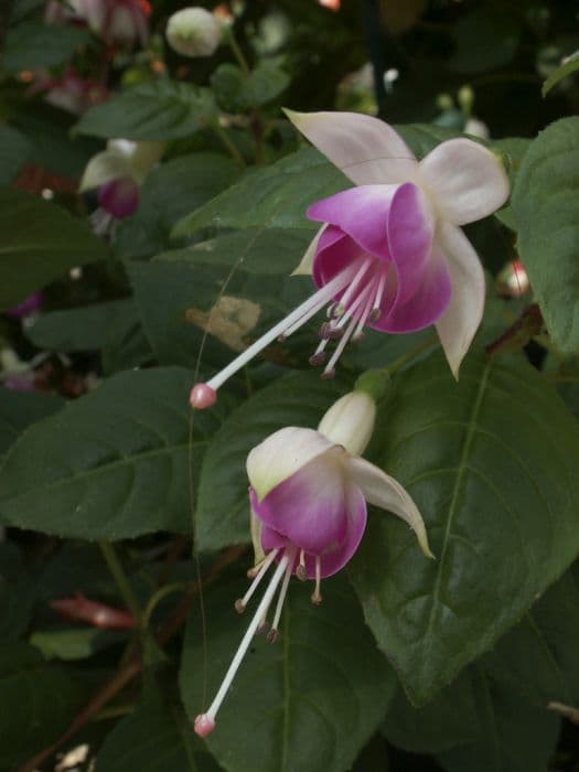 fuchsia 'Bon Accorde'