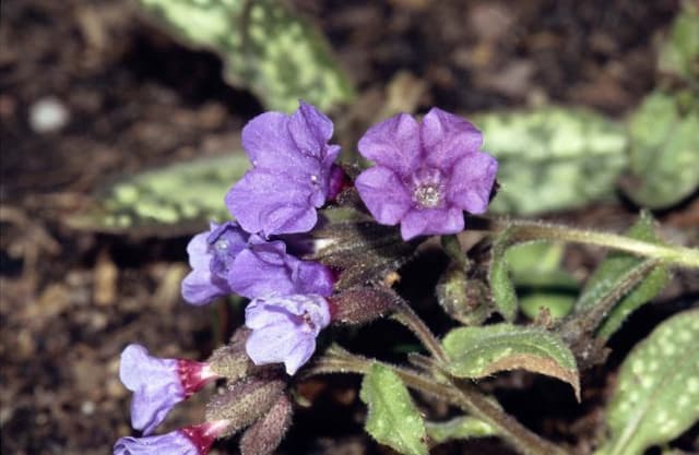 Lungwort 'Margery Fish'