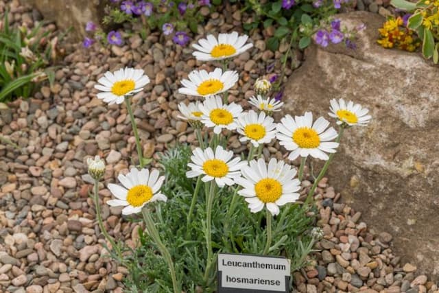 Moroccan daisy