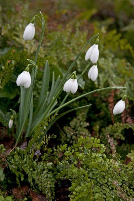 snowdrop 'Mrs Thompson'