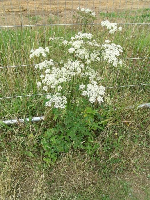 hogweed