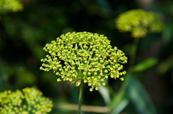 shrubby hare's ear