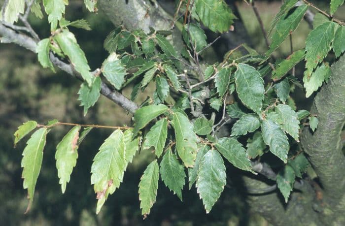 Japanese zelkova