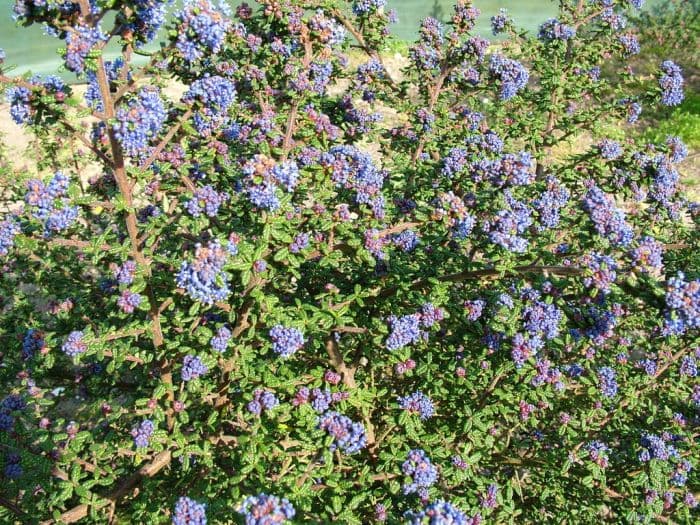 Santa Barbara ceanothus