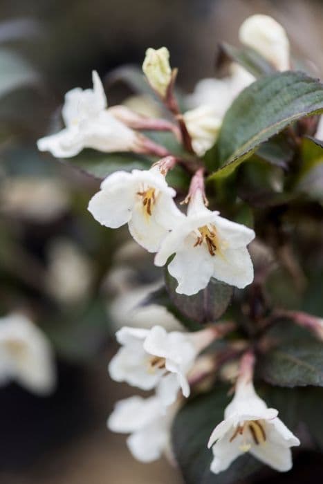 weigela [Ebony and Ivory]