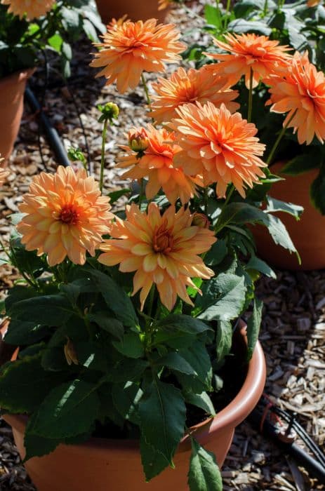 dahlia 'Hidalgo'