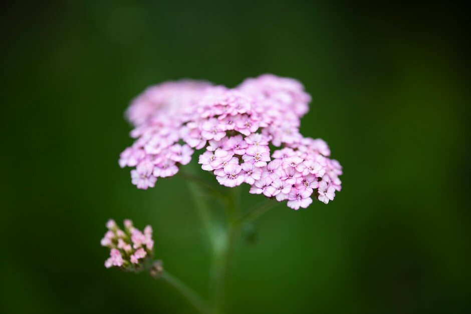 Yarrow