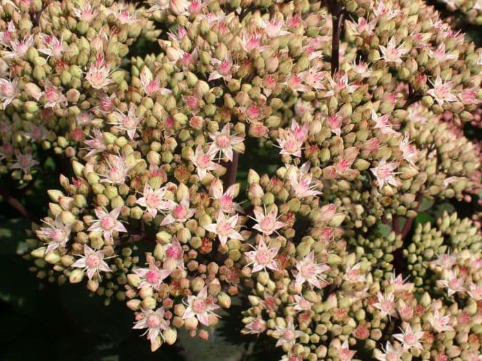 stonecrop 'Matrona'