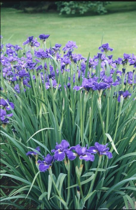 Siberian iris 'Plissée'