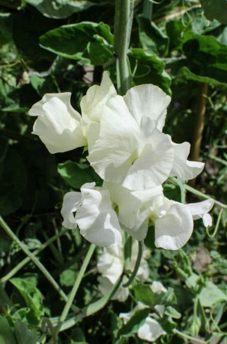 sweet pea 'Martha Mary'