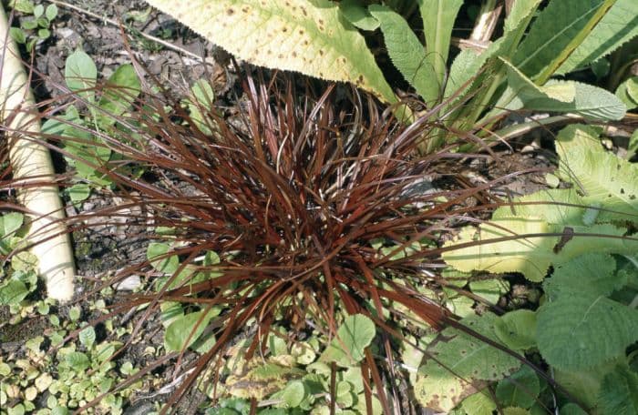 red hook sedge