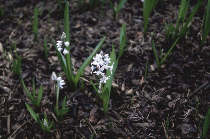 striped squill