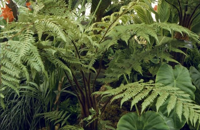 New Zealand tree fern