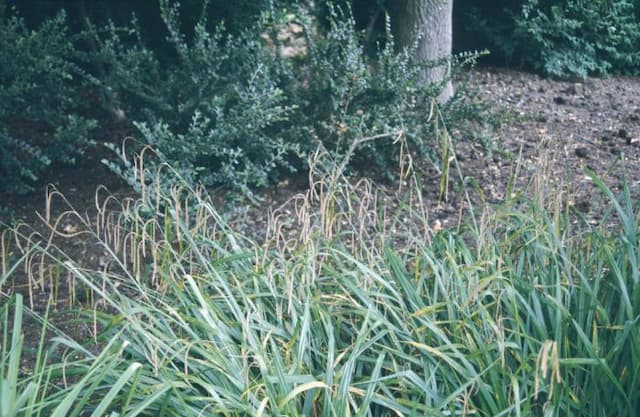 Pendulous sedge