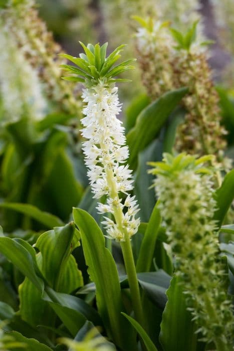 autumn pineapple lily