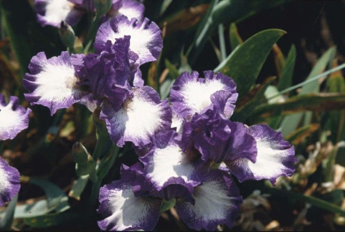 iris 'Cee Jay'