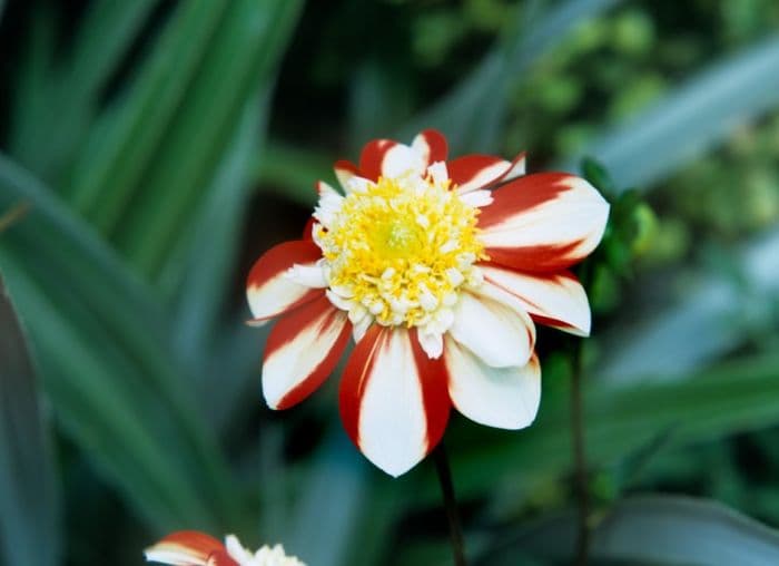 dahlia 'Asahi Chohje'