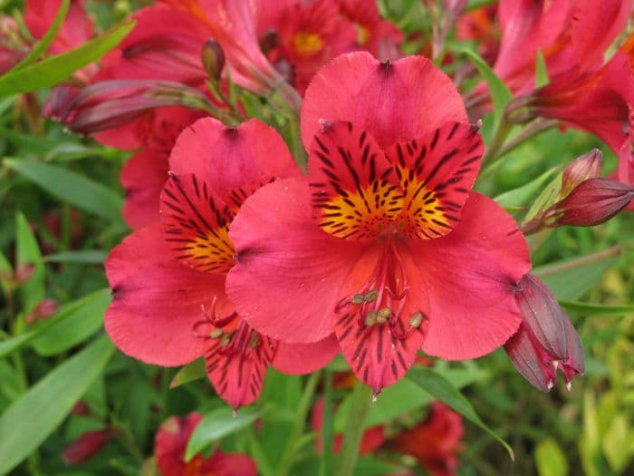 Peruvian lily 'Tessa'