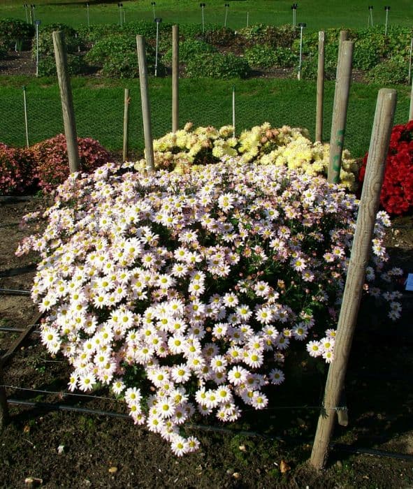 chrysanthemum 'Aunt Millicent'