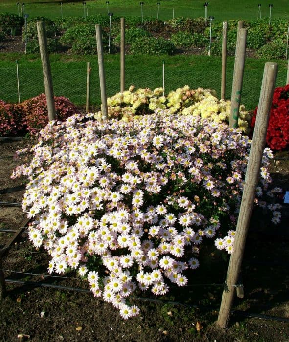 Chrysanthemum 'Aunt Millicent'