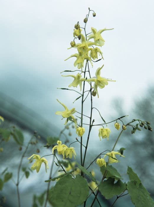 yellowish barrenwort