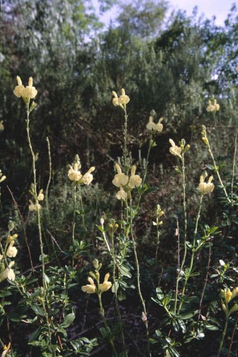 Autumn sage 'Sungold'